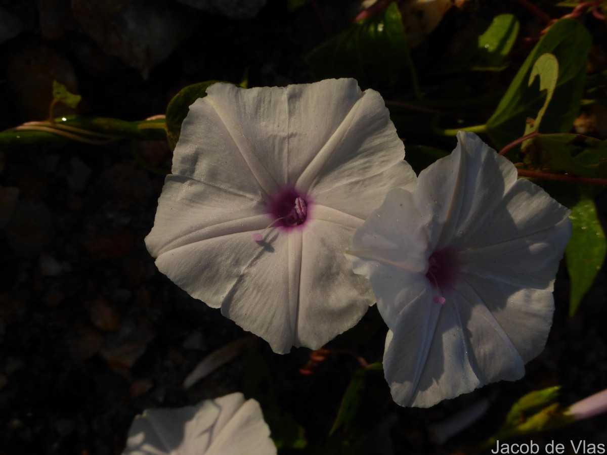 Ipomoea sagittifolia Burm.f.